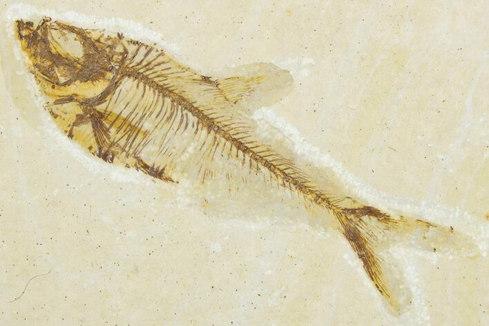 Bargain, Fossil Fish (Diplomystus) - Wyoming #345442